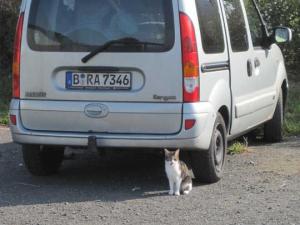 Katze vor Andreas' Auto